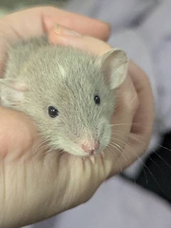 Dumbo Rex Rat Pups Almost Ready for New Homes! (Tarzana)63865302703873120