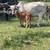 Brahman cow and calf pair 6 thumbnail