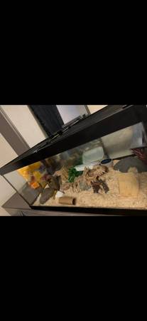 Albino Hognose Male ready to breed (Leesburg)63687863836163122