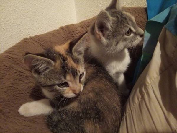 Calico kittens (Graham)63942501506306121
