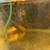 KOI fish 3-4" = $22 Japanese Koi Asiago  Matsubi 1 thumbnail