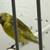 Black hooded siskin / pastel 1 thumbnail
