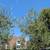 Olive Tree 17 thumbnail