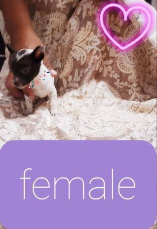 Chihuahua 1