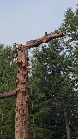 Removal of dangerous or regular trees - Contact Us 1