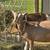 Milking Dairy Goat for Sale 1 thumbnail