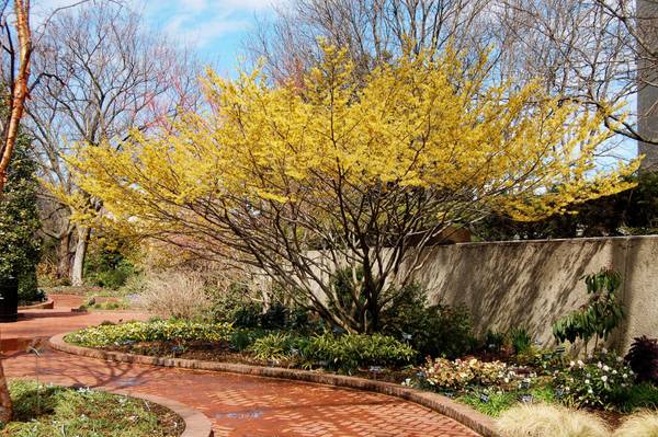 Árboles de hamamelis de 1' a 2' de altura - $20 (KALAMAZOO)62978585695105121
