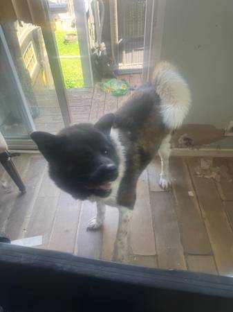 Selling My Dog (M) (Folcroft)63623542706435123