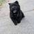 Chow Chow Puppies 6 thumbnail
