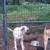 Great dane female 4 thumbnail