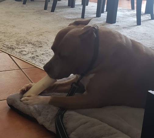Rehoming de perro macho (Cathedral City)63439096305795122