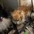 I have a two liters -one is Pomeranian parti and tri and the ot 4 thumbnail