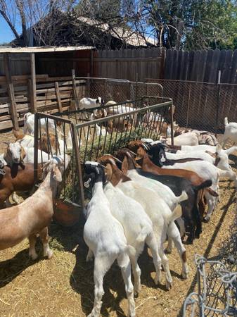 Boer goats 1