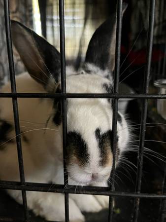 Conejo (Waco)63661959325569120