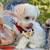 Maltipoo 6 thumbnail