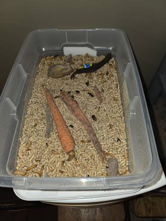 Mealworms (Dothan AL)64203134126082120