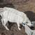 Intact Blue-eyed Nigerian Dwarf Buckling 3 thumbnail