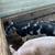Pigs for sale 6 thumbnail