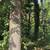 STRAIGHT BLACK WALNUT TREES  (8) 2 thumbnail