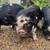 Kune Kune Piglets, ALL FEMALE! 5 thumbnail