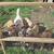 Pyrenees/Shepherd/Hound Puppies 7 thumbnail