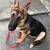 “Hugo” the German Shepherd Pup 2 thumbnail