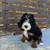 beautiful Bernedoodle puppies 13 thumbnail