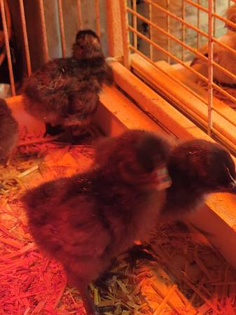 Ayamcemani chicks 1