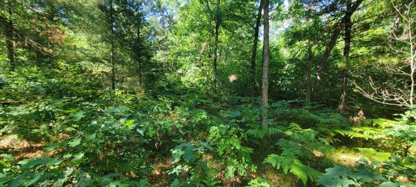 $7,900 .23 Acres in Idlewild! Get Your Own Slice of Paradise! MLS#25032160 (Idlewild)64037895214594122