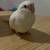 Albino Cockatiel 1 thumbnail
