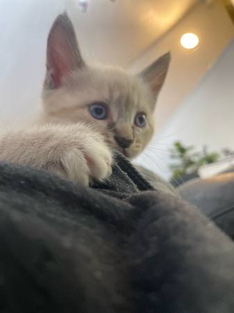 Wonderful kitten (Fair Oaks)63962573687683120