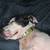 Lost dog 11 thumbnail