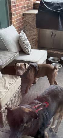 Pitbull needing to be rehomed 1