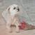 Lost Maltese-ShihTzu 7 thumbnail