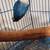 Lovebirds y Greencheek Parrots 6 thumbnail