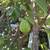 White Guava Fruit plant tree ( Home grown ) $100 11 thumbnail