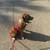 Rehoming Rocky 3 thumbnail