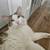 2 year old boy kitty 1 thumbnail