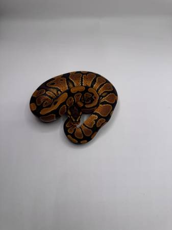 Rehoming Ball pythons (Mesa)63905905990147123