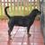 AKC adult Rottweiler female 2 thumbnail