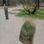 LANDSCAPING INT/EXT PAINTING MACHADO BROTHERS LLC 19 thumbnail