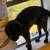 Black cat 5 thumbnail