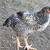 Mix Breed Roosters - chicken 2 thumbnail