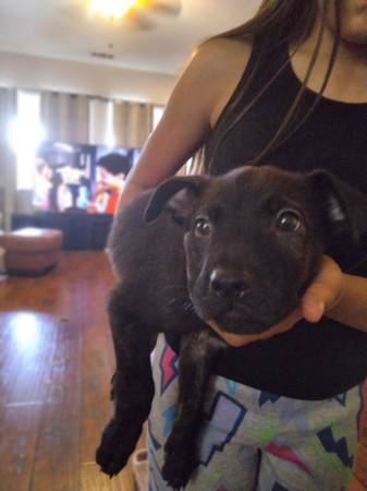 Puppies ready for new home (brentwood / oakley)63941477678082121