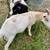 Nigerian dwarf wether castrated goats  2 available 5 thumbnail