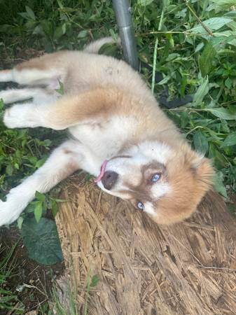 Husky Puppy63697161727363121