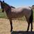 Aqha Bay Roan Filly 3 thumbnail
