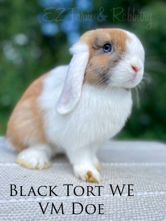 Holland Lops (Columbia IA)63671573004547124