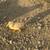 Moscoye ducklings 1 thumbnail