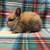 Bunny 1 thumbnail